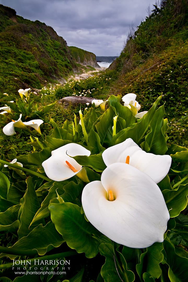 Fine art photo of white calla lilies in Garrapata State Park near Big Sur, California, along the Northern California coastline with coastal cliffs and the Pacific Ocean.