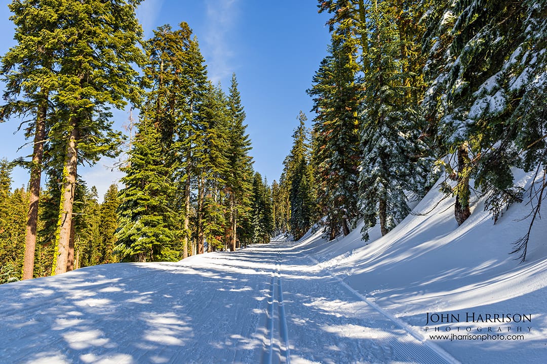 Fresh cross-country ski tracks along snow-covered Glacier Point Road near Badger Pass Ski Area, surrounded by tall pine trees and bright winter sunlight in Yosemite National Park.