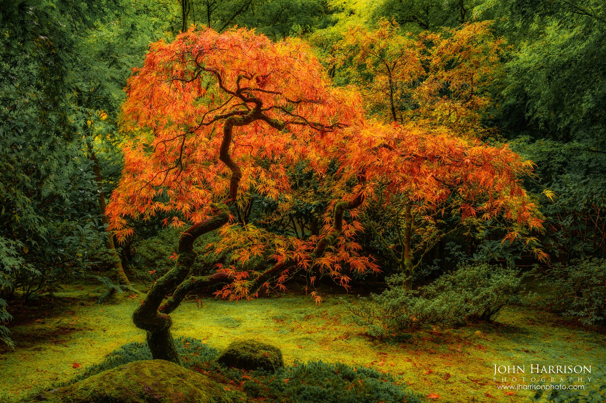 Japanese maple autumn wall art with glowing red leaves and soft light, fine art photography for home decor