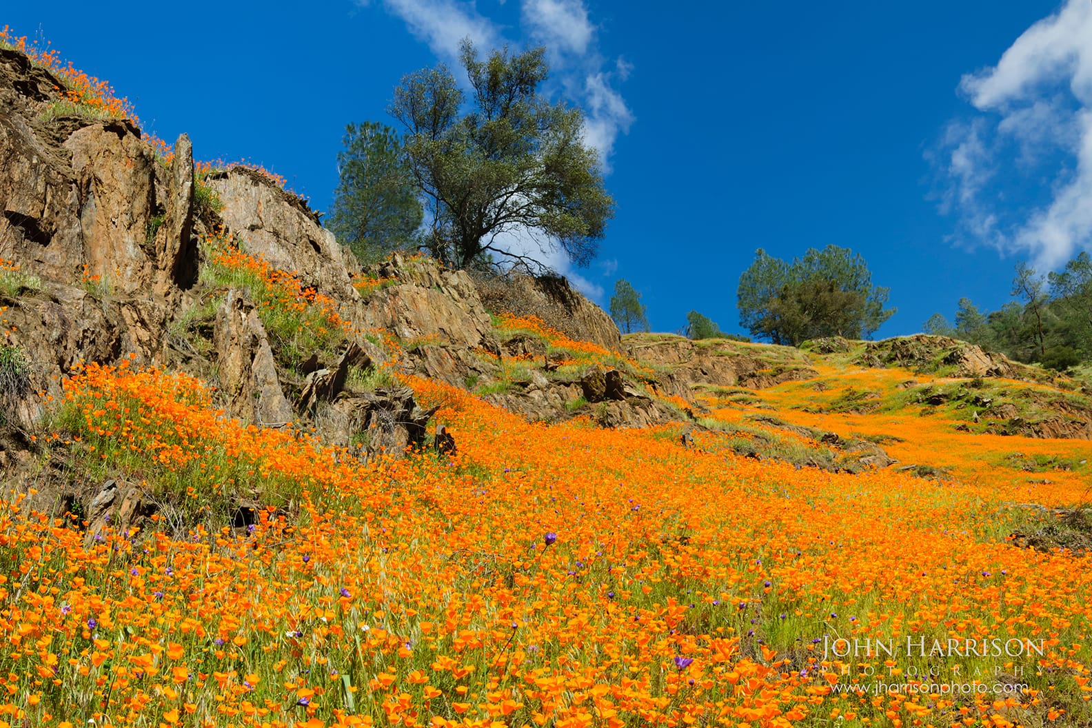 California poppies blooming on hillsides near Yosemite National Park along the Merced River canyon