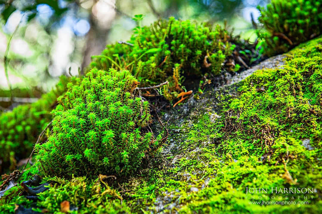 Bright green moss growing on granite rocks on the forest floor in Yosemite National Park during spring.
