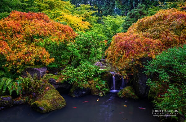 Large autumn Japanese garden wall art photographed at the Portland Japanese Garden in Oregon, featuring maple trees, koi pond, and waterfall